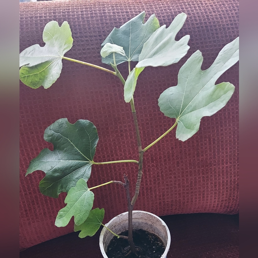 Cold Hardy Fig Tree Unknown Variety